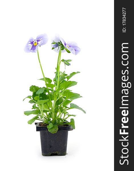 Seedlings viola on a white background