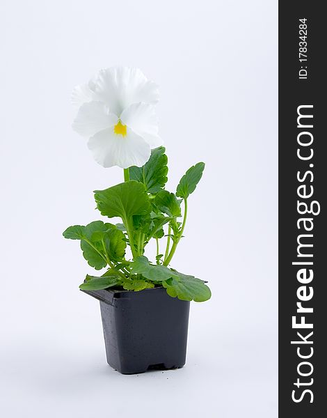 Seedlings viola on a white background