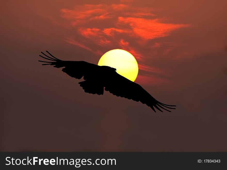 Image of a flying vulture silhouette against a round setting sun. Image of a flying vulture silhouette against a round setting sun