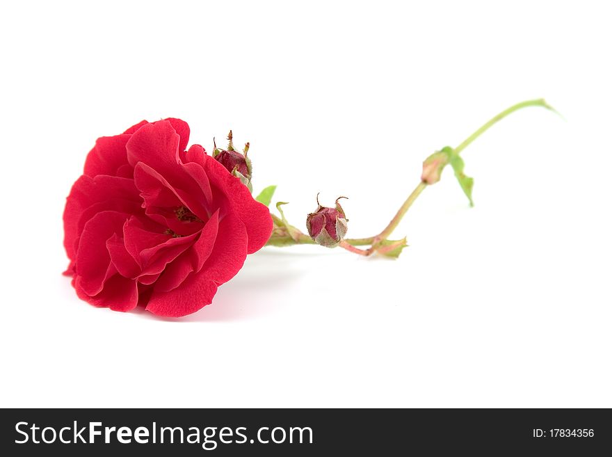 Beautiful red rose isolated on white background