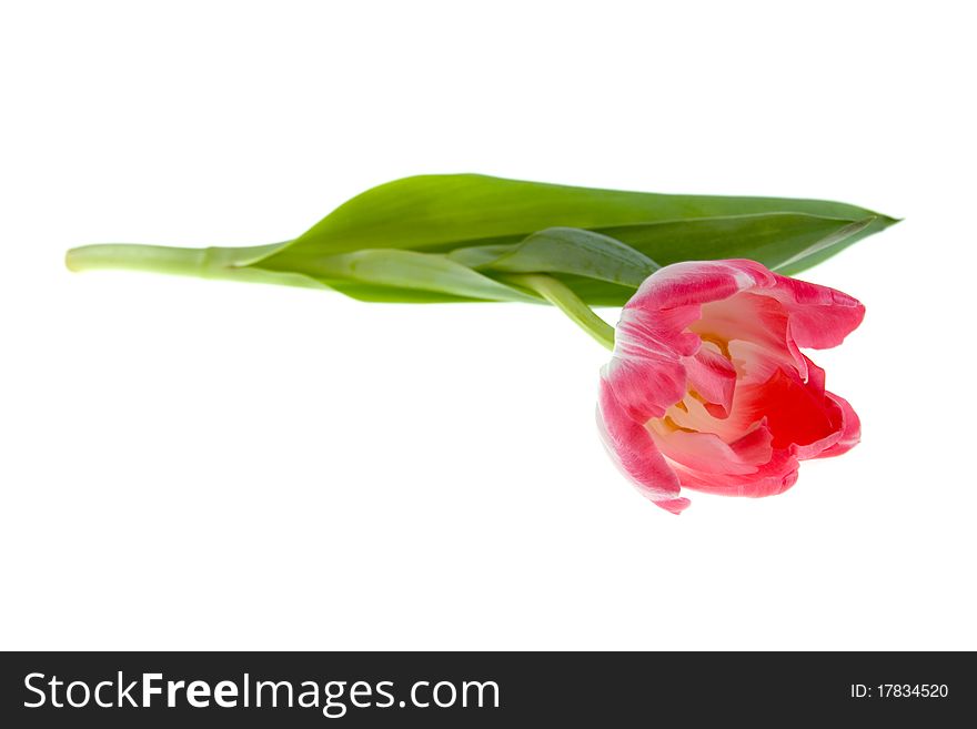 Pink tulip isolated on a white background