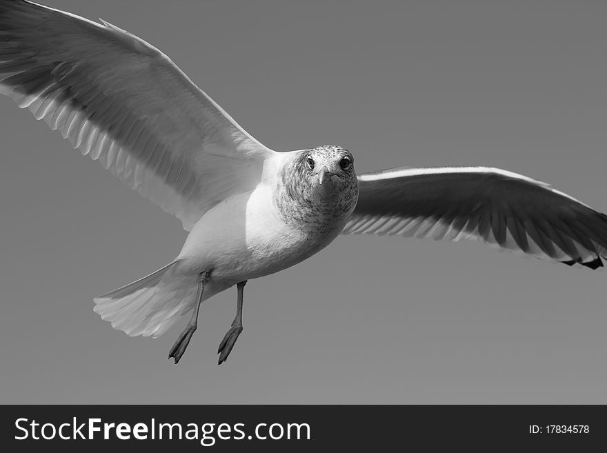 A seagull in flight, shot in black and white. A seagull in flight, shot in black and white.