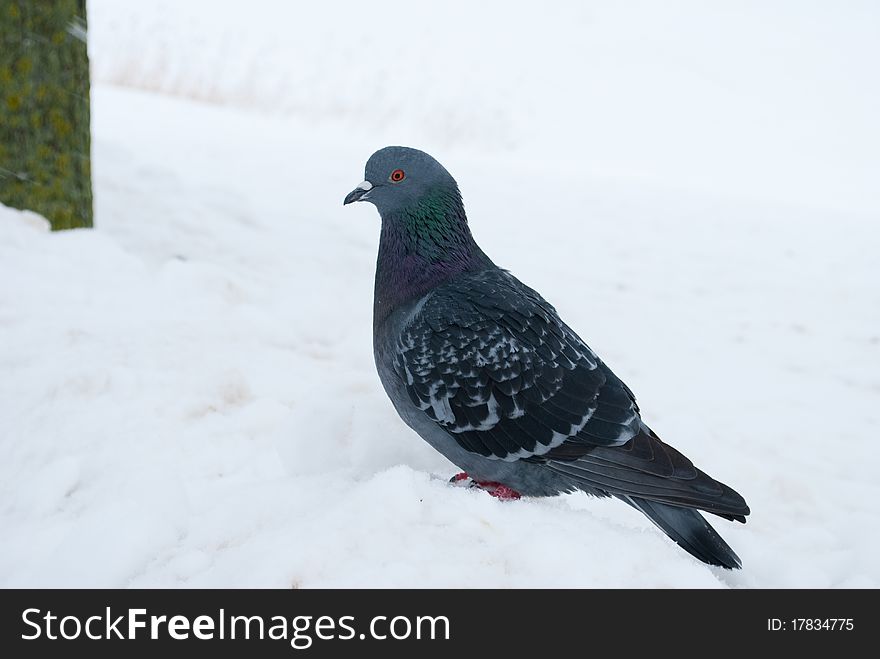 Grey pigeon on the snow
