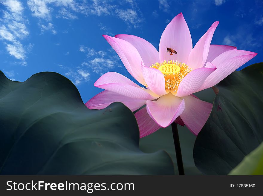 Lotus flower isolated on a blue  background