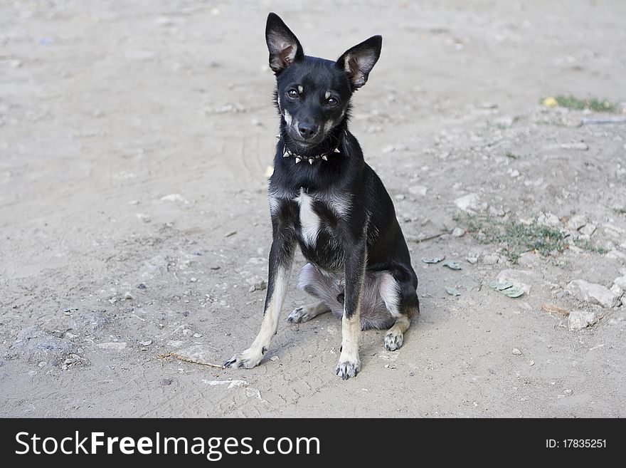 Black Dog Toy Terrier on the ground