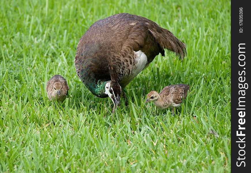 Peacock family on the grass field