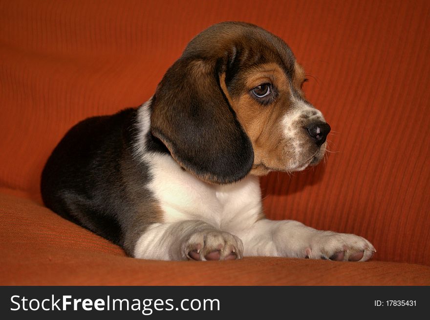 Happy beagle puppy lies on a sofa.