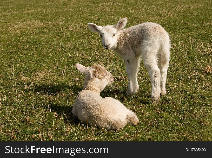 Two little white lambs on a green grass. Two little white lambs on a green grass