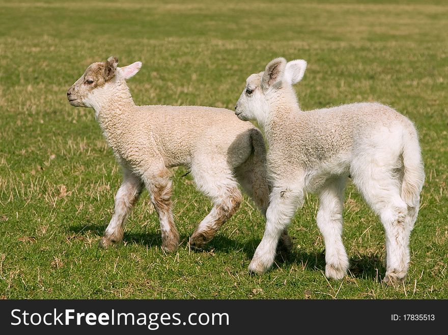 Couple of white lambs on a green grass. Couple of white lambs on a green grass