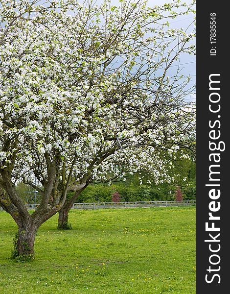 Couple of cherry trees on a black cloud background. Couple of cherry trees on a black cloud background