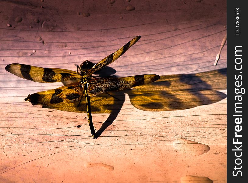 Tiger Dragonfly on Miami, Everglades.