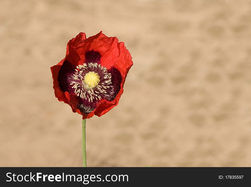 Red Poppy On A Stone Background