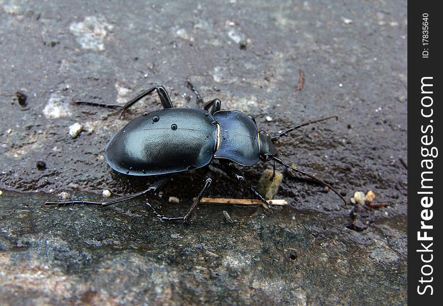 Impressive black beetle with raindrops