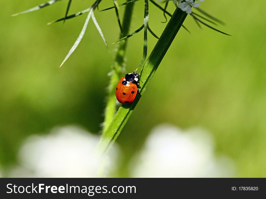 Lady beetle moving up a stem