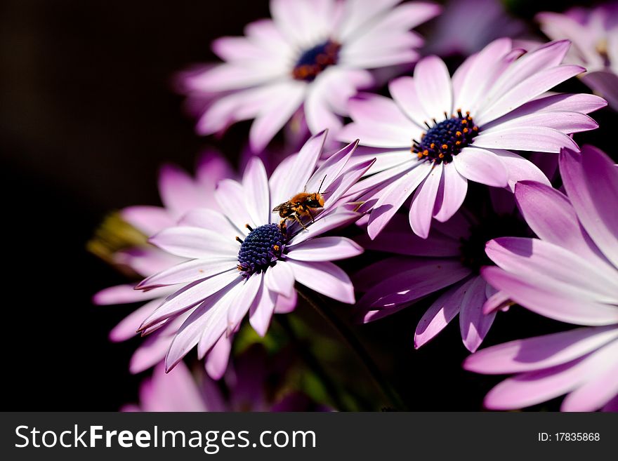 Bee in purple dimorphotheca flower. Bee in purple dimorphotheca flower