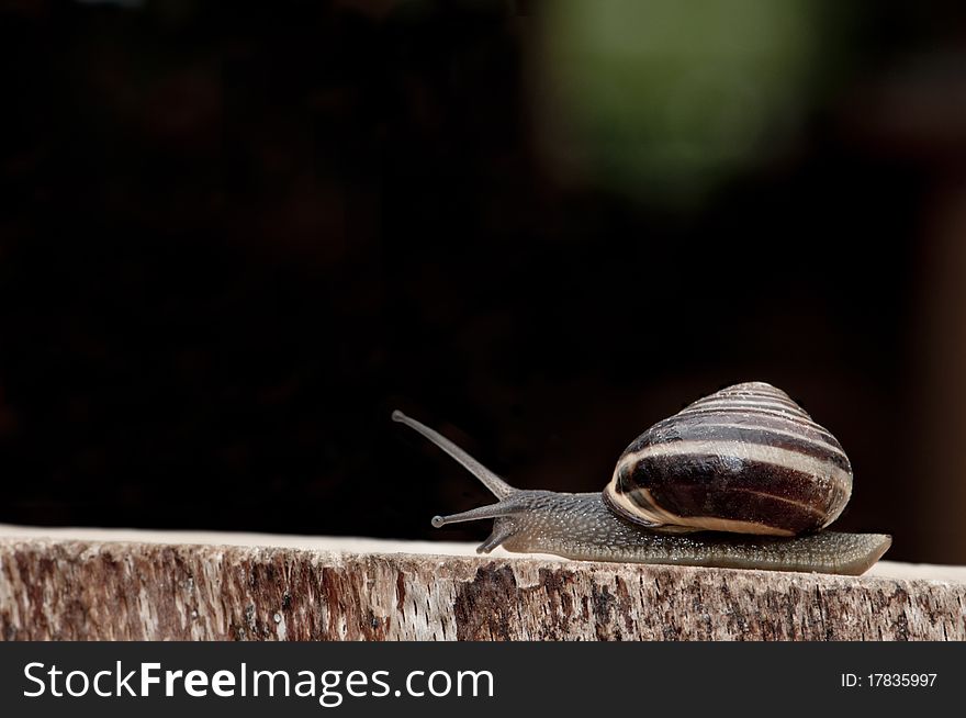 Snail creeping on a log