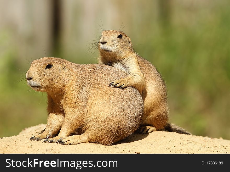 Animals: Two prairie dogs close together