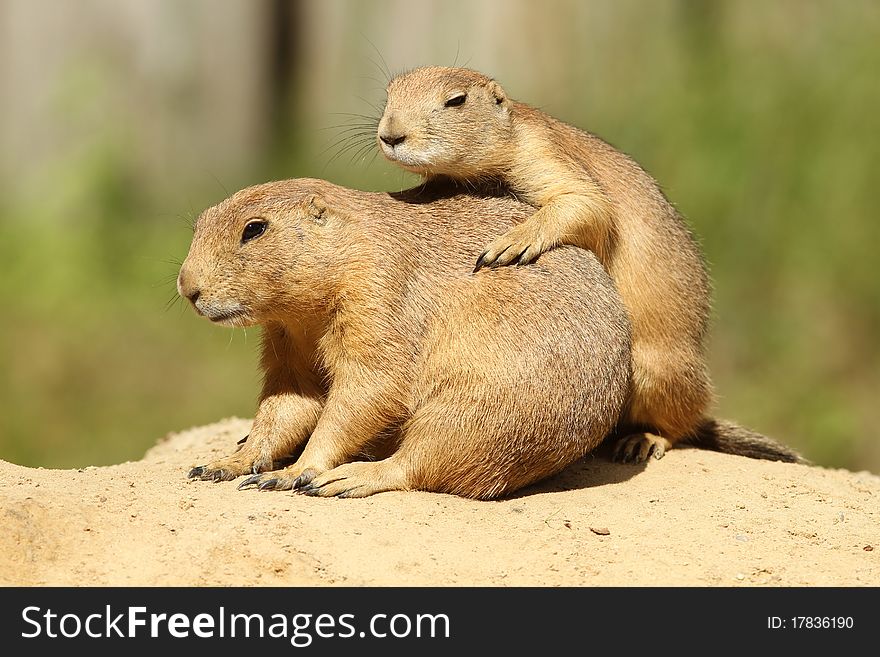 Two prairie dogs on a sandy hill