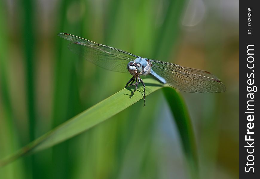 This is a blue dragonfly