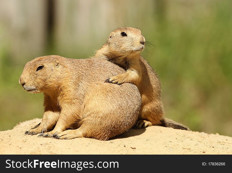 Animals: Two prairie dogs on a sandy hill