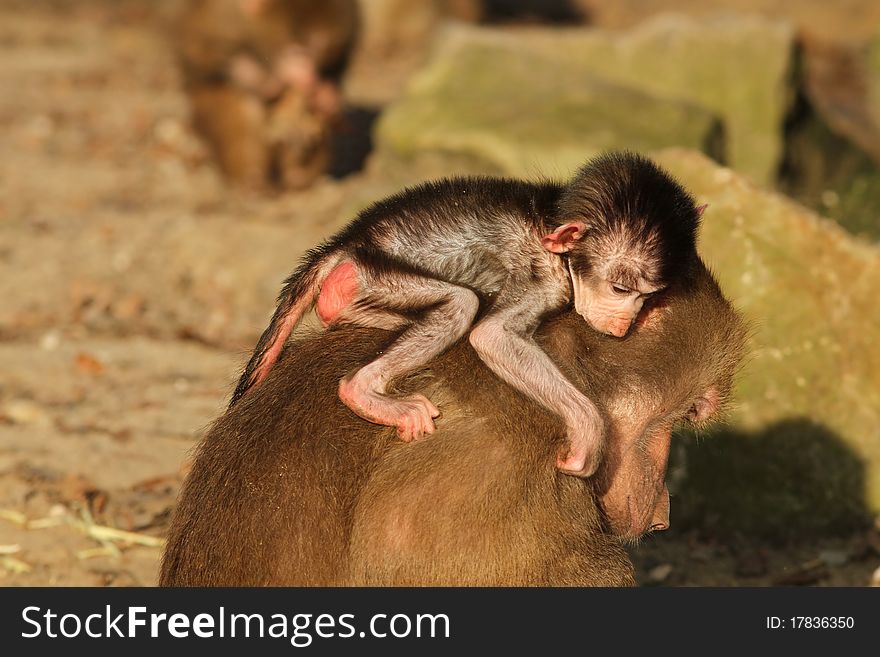 Animals: Baby baboon on the back of its mother
