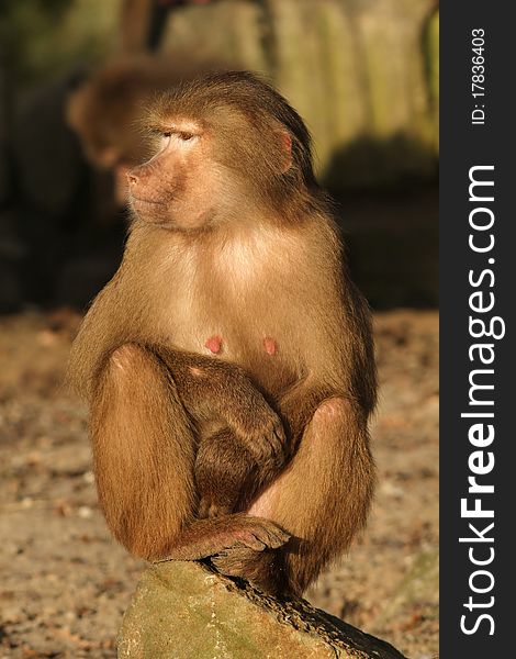 Female Baboon Sitting On A Rock