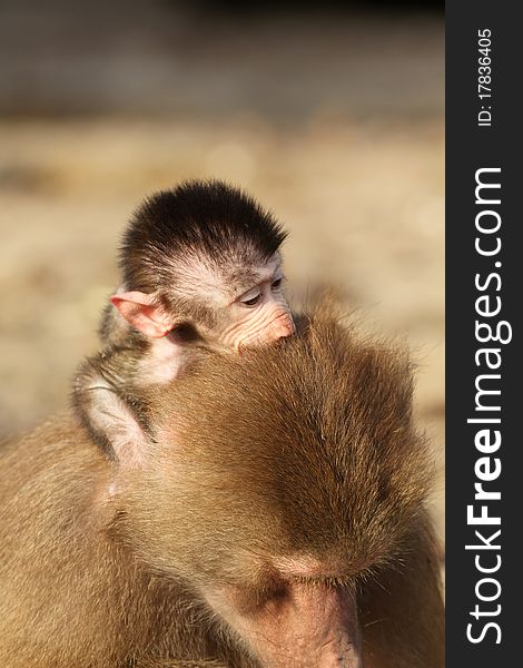 Animals: Baby baboon sitting on the back of its mother