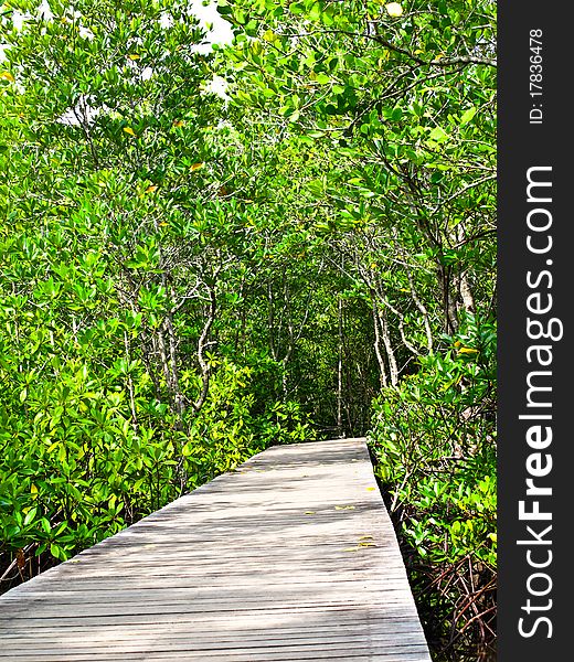 Mangrove forest in Chanthaburi, Thailand