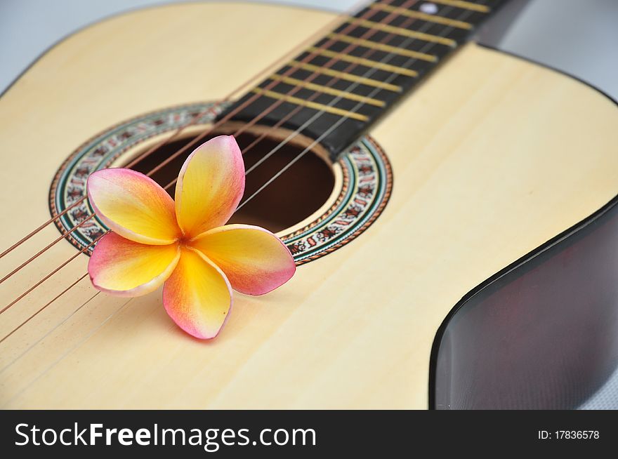 Tropical yellow frangipani on guitar. Tropical yellow frangipani on guitar