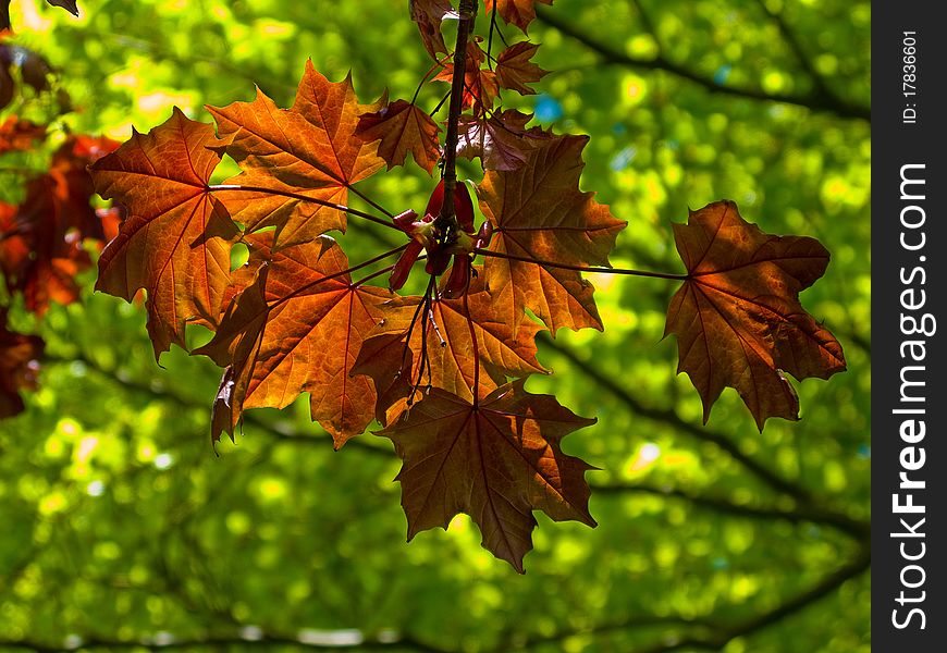 Sunlit layers of green and red leaves. Sunlit layers of green and red leaves