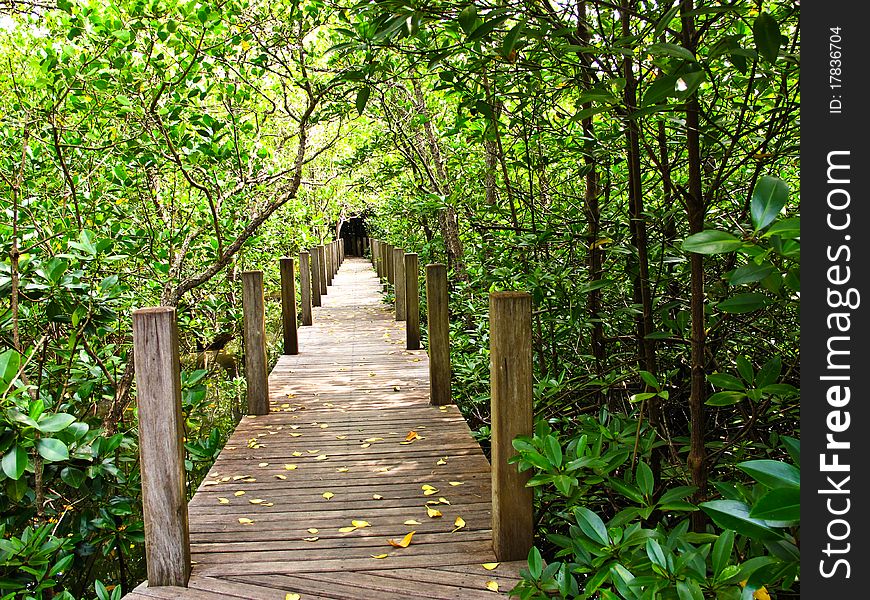 Mangrove forest in Chanthaburi, Thailand