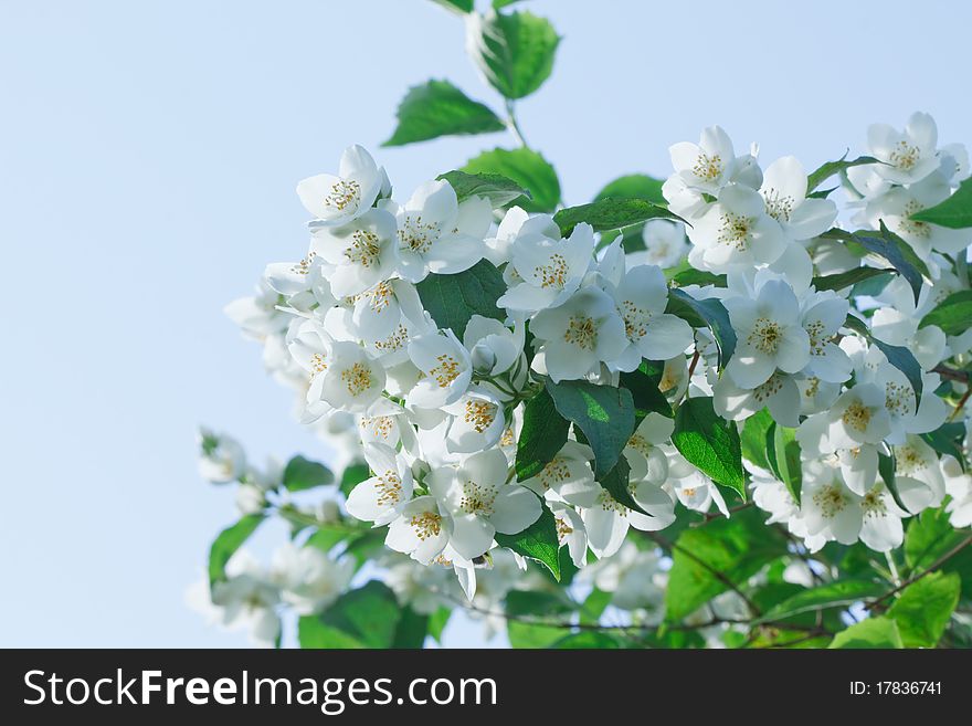 White jasmine flowers on blue background
