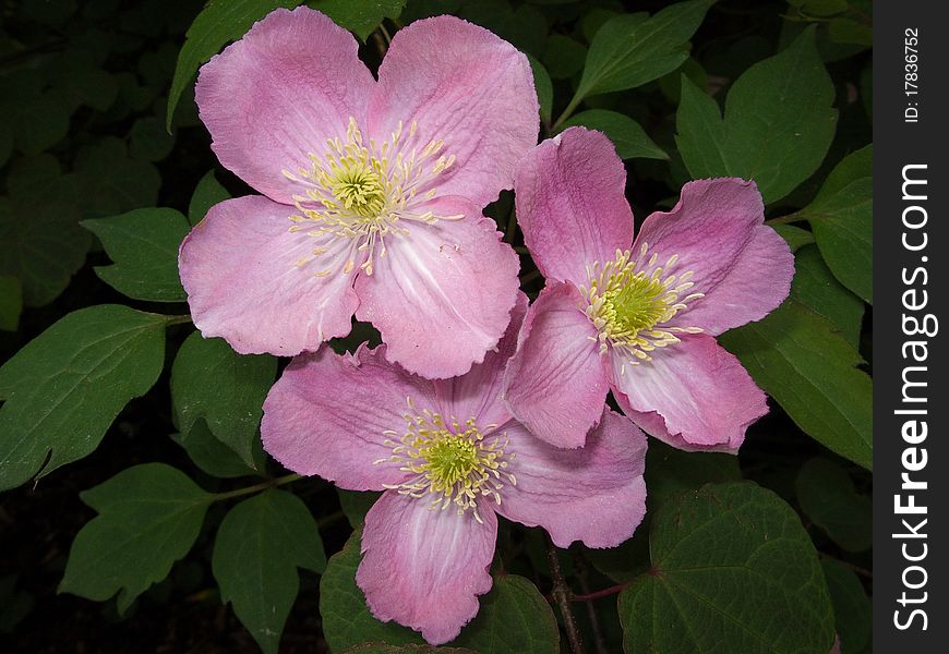 Multiple pink and cream Clematis flowers. Multiple pink and cream Clematis flowers