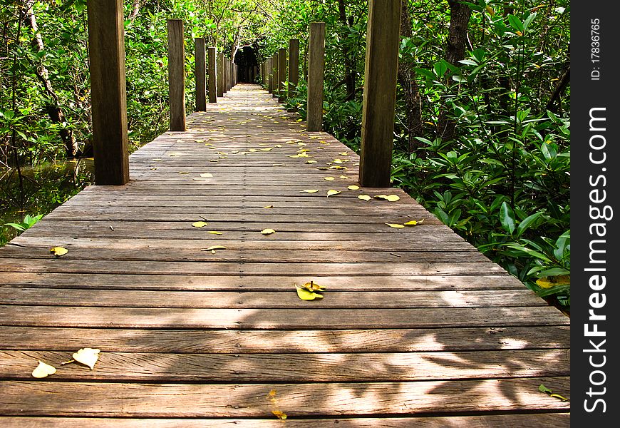 Mangrove forest in Chanthaburi, Thailand