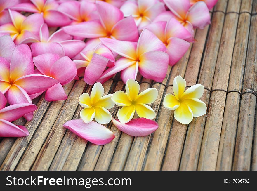 Tropical plumeria in the spa