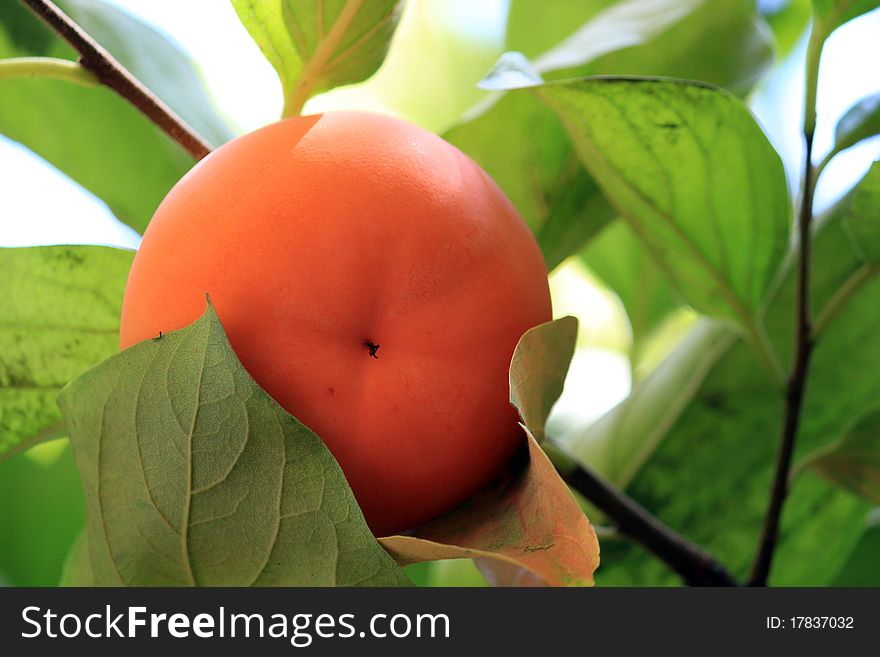 A complete persimmon in Autumn on the tree. A complete persimmon in Autumn on the tree