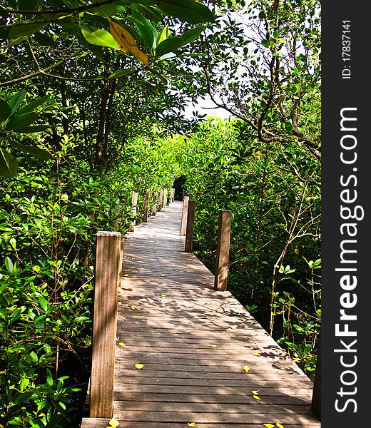 Mangrove forest in Chanthaburi, Thailand