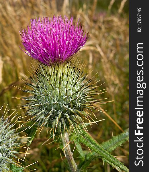 Very spiky pink and green thistle flower