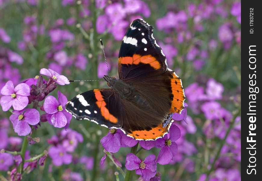 Red Admiral butterfly on purple flowers