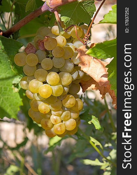 Llight grape cluster close to background of vineyard.An image with shallow depth of field.