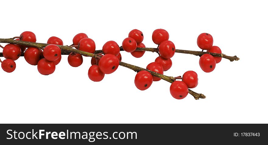 Branches with red berries isolated on white