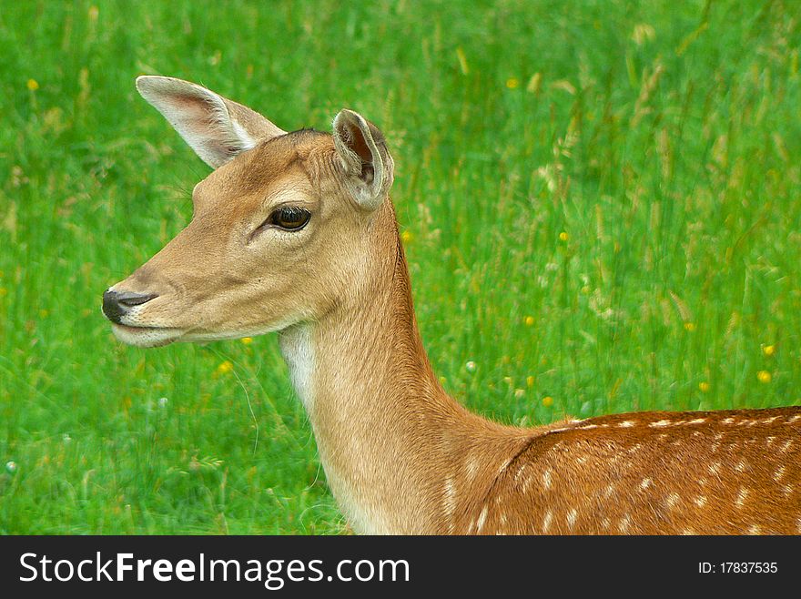 Young brown deer in close detail