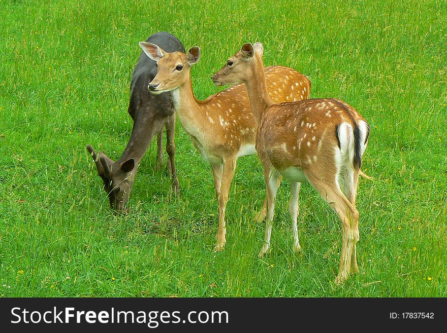 Three beautiful young deers on the meadow. Three beautiful young deers on the meadow