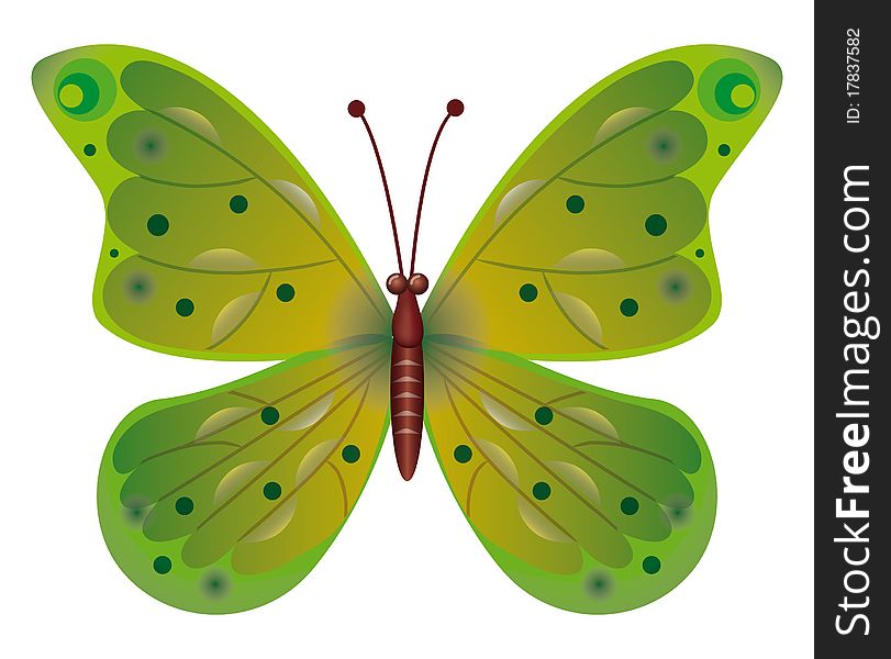 A beautiful green butterfly isolated. A beautiful green butterfly isolated