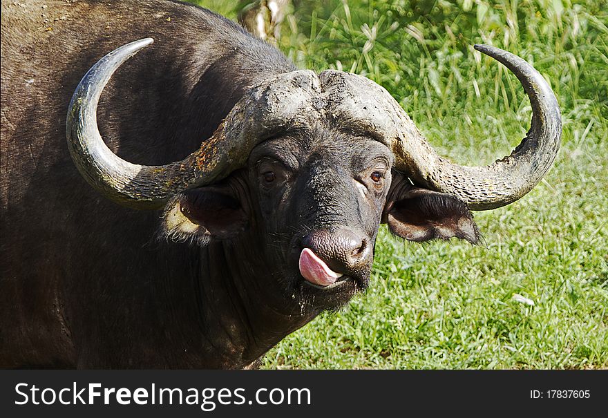 Close-up of African buffalo, one of the big five