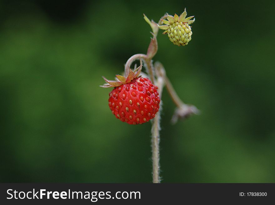 Red and green wild strawberry with a dim background