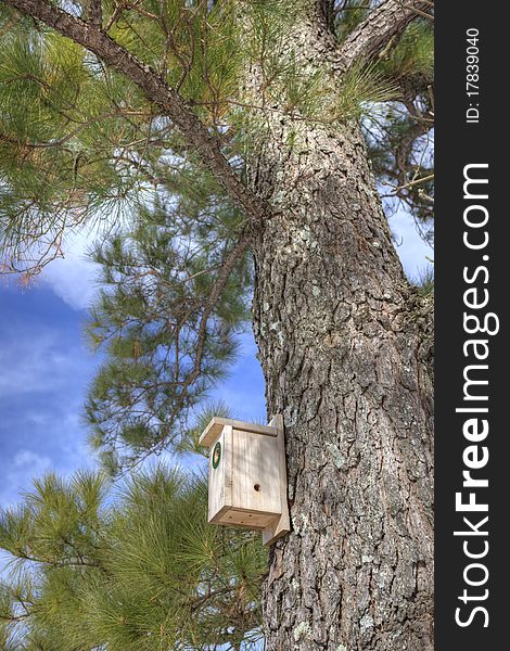 Landscape of birdhouse in pine tree