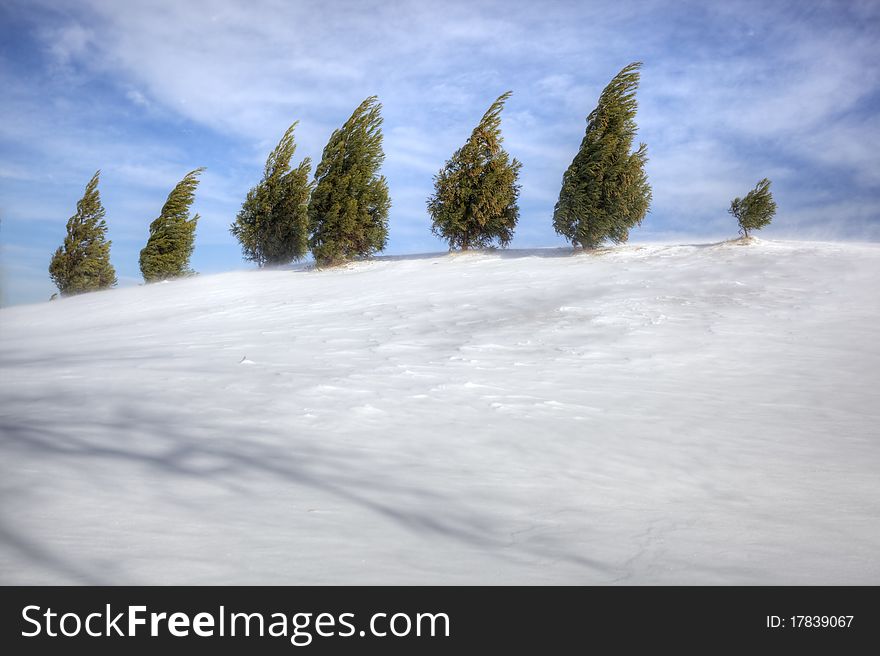 Evergreens on snowy hill