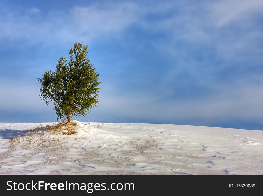 Lone evergreen on snow covered hill on sunny day. Lone evergreen on snow covered hill on sunny day