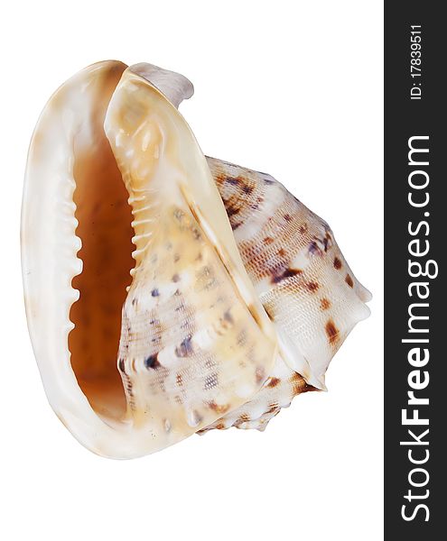 Seashell isolated on a white background